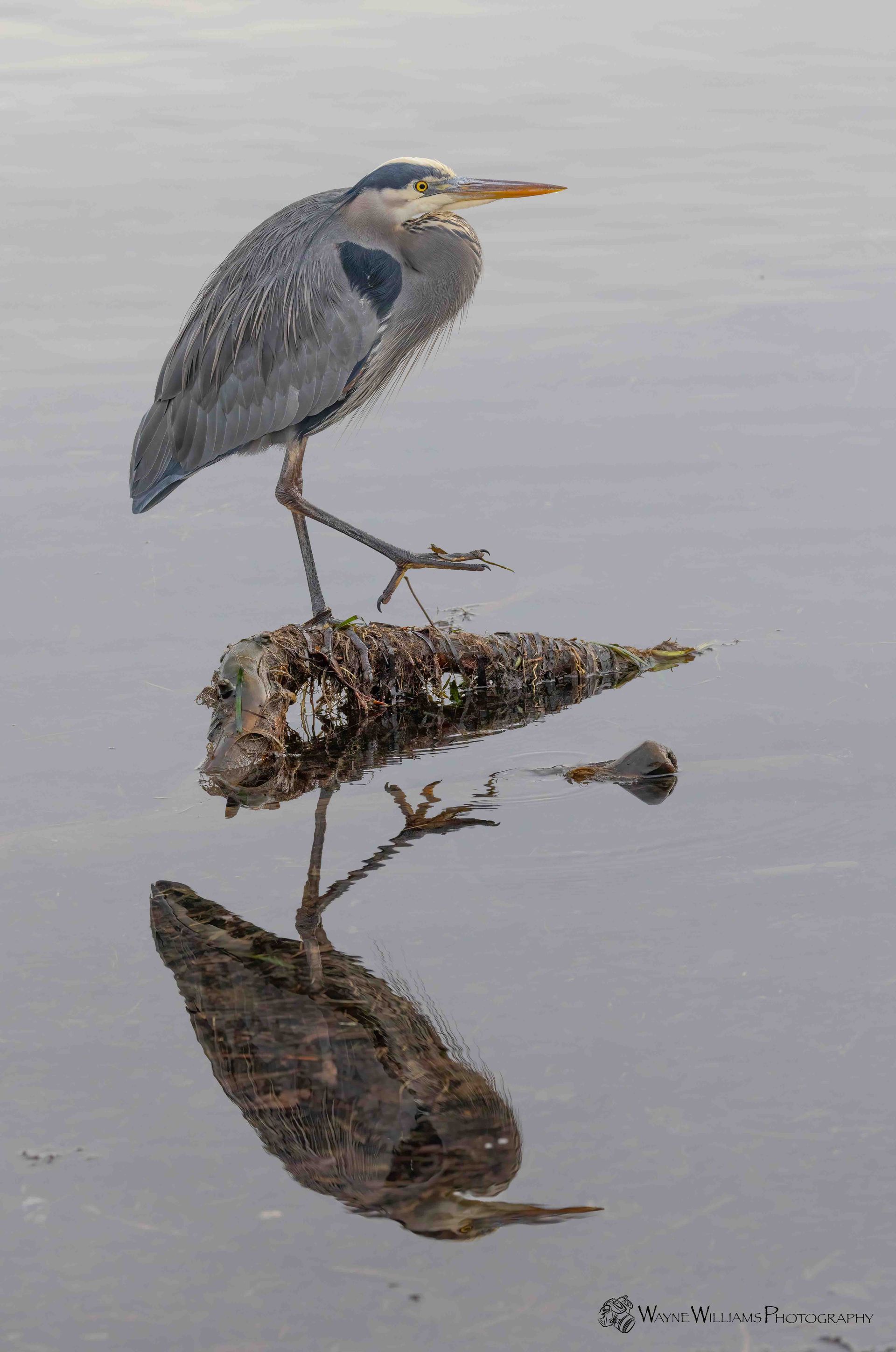 A bird is perched on a branch in the water.