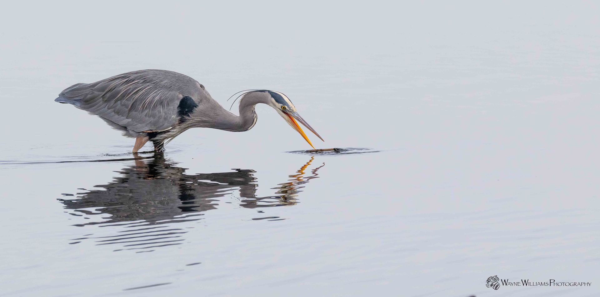 A bird with a long beak is standing in the water.