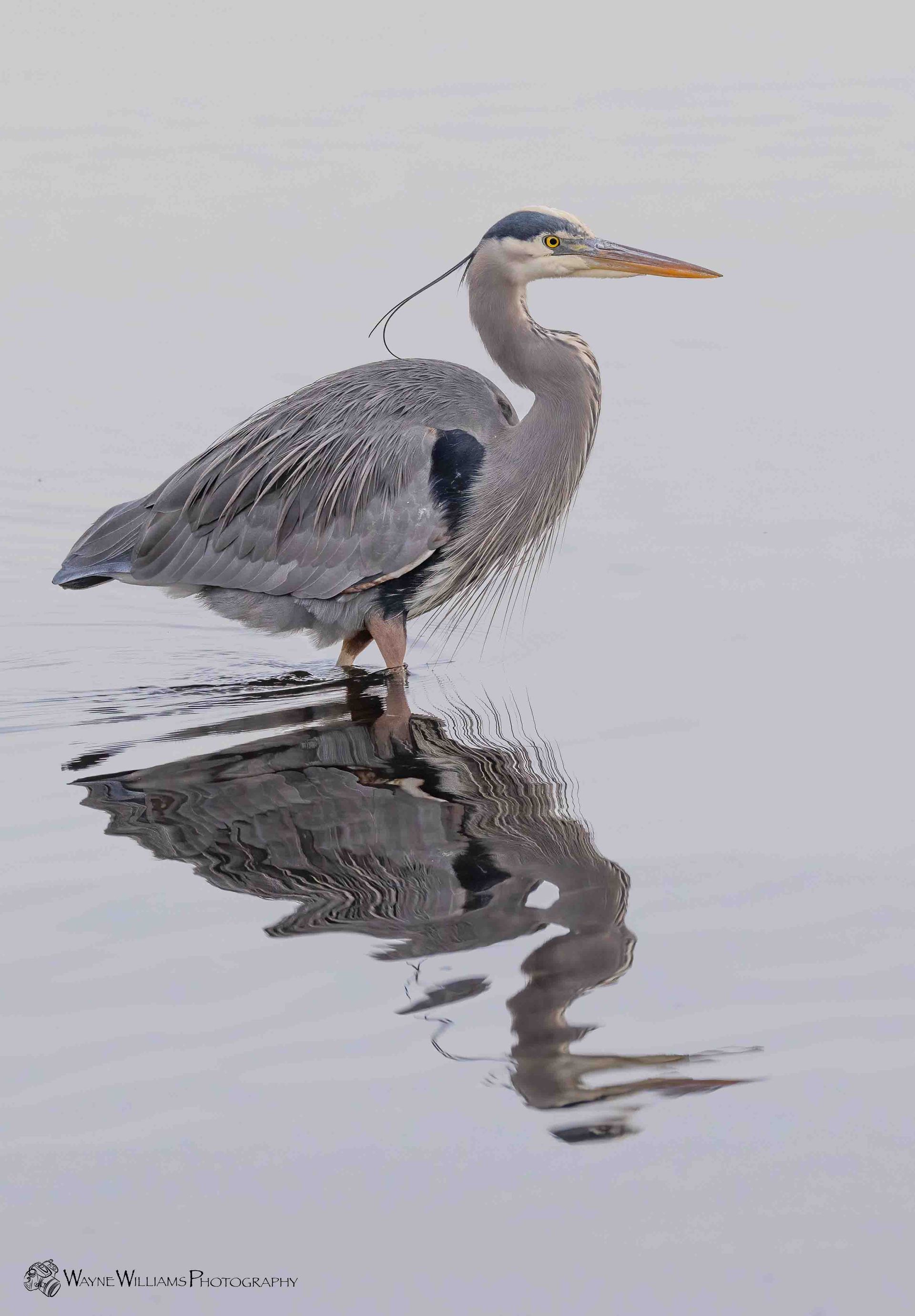 A painting of a bird standing on a rock in the water.