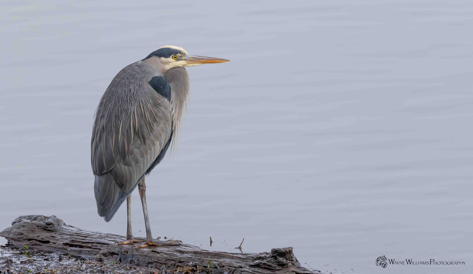 A great blue heron is standing on a rock in the water.