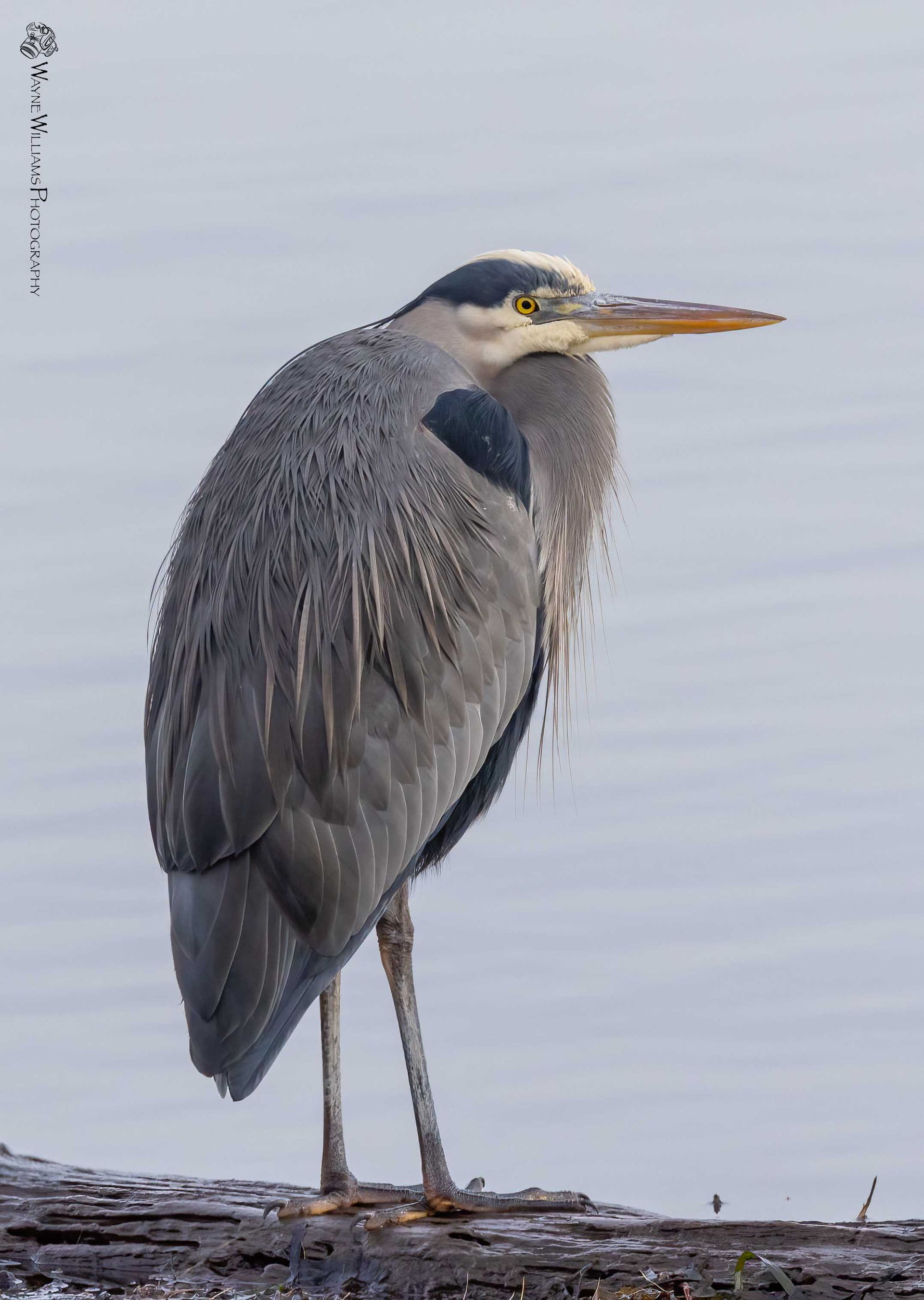 A bird with a long beak is standing on a log near the water.