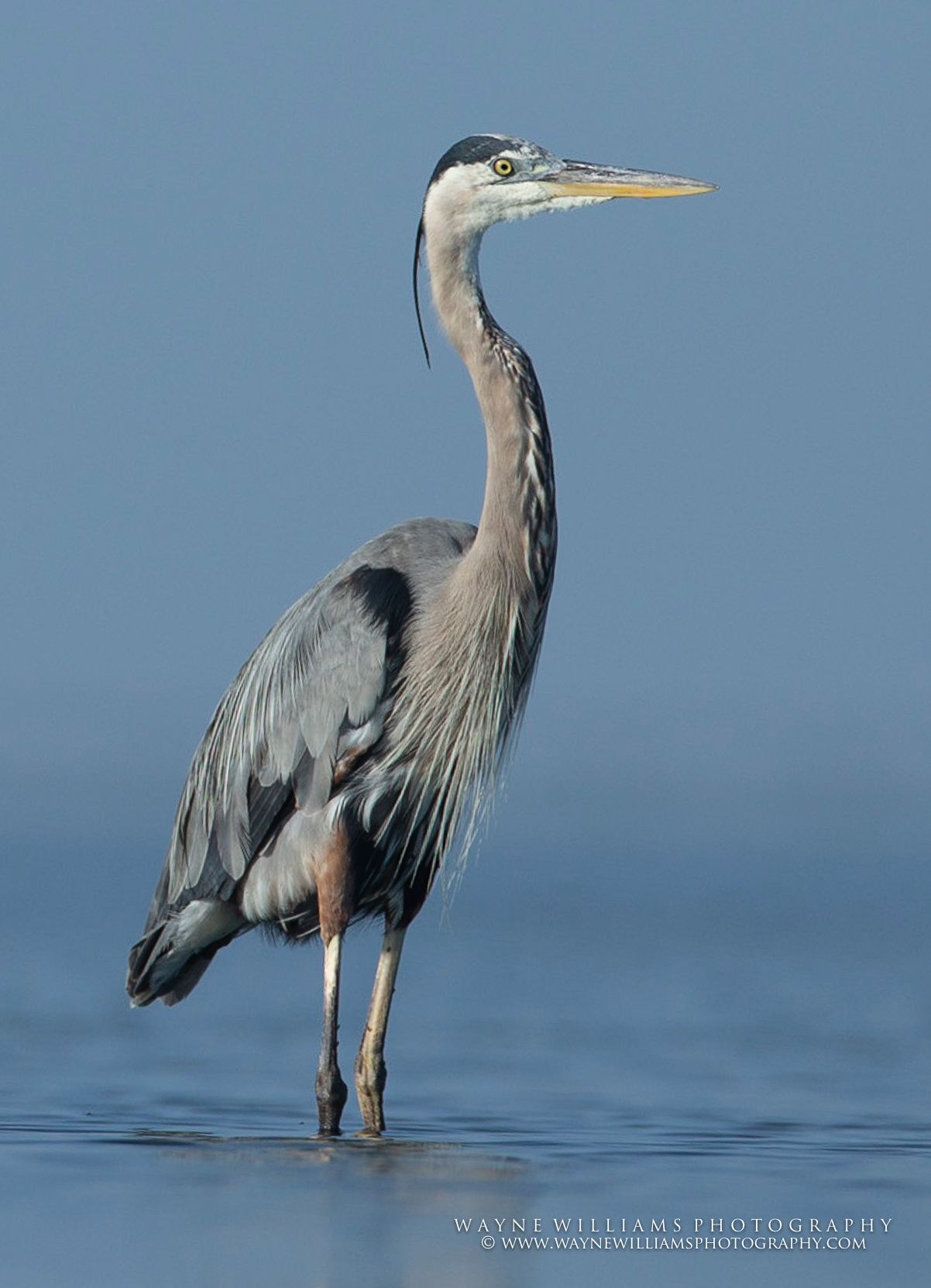 A great blue heron with a long neck is standing in the water.