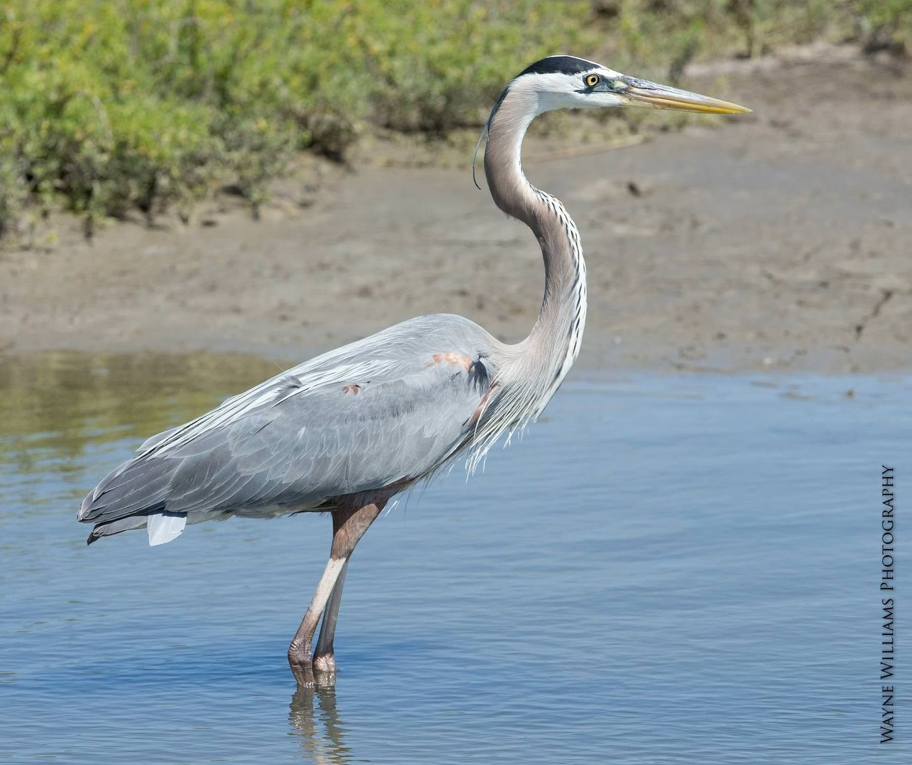 A great blue heron is standing in the water.