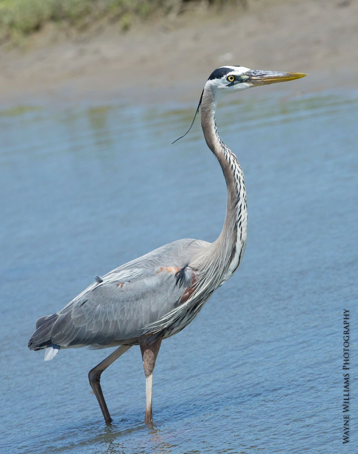 A bird with a long neck is standing in the water