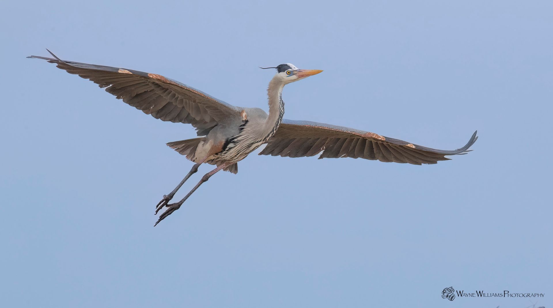 A bird is flying in the sky with its wings spread.