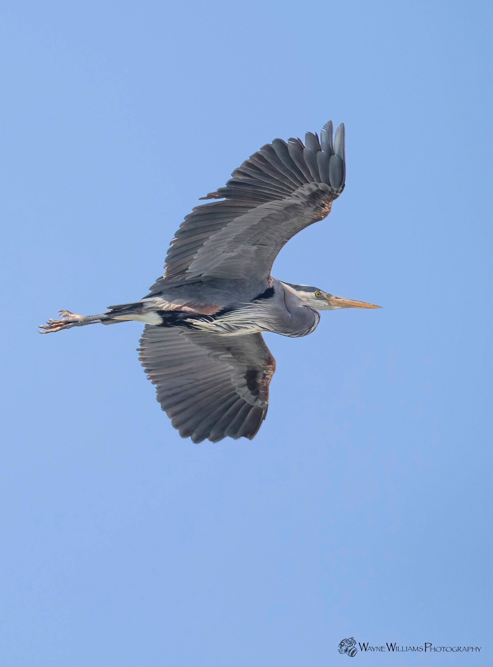 A bird is flying in the sky with its wings spread.
