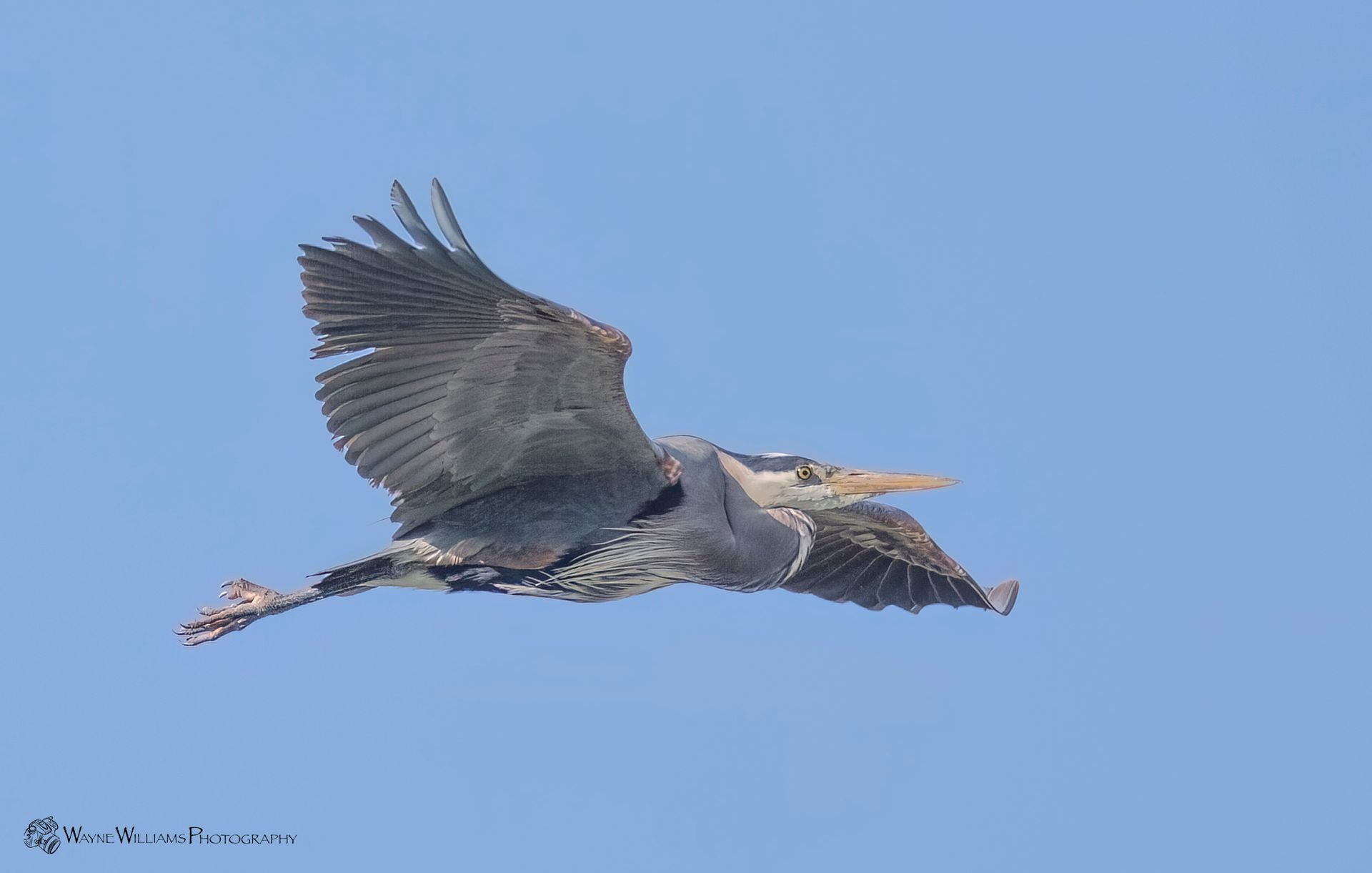 A bird with a long beak is flying in the sky.
