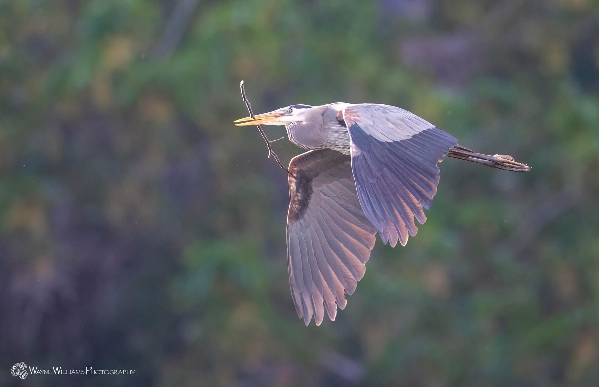A bird is flying in the air with a stick in its beak.