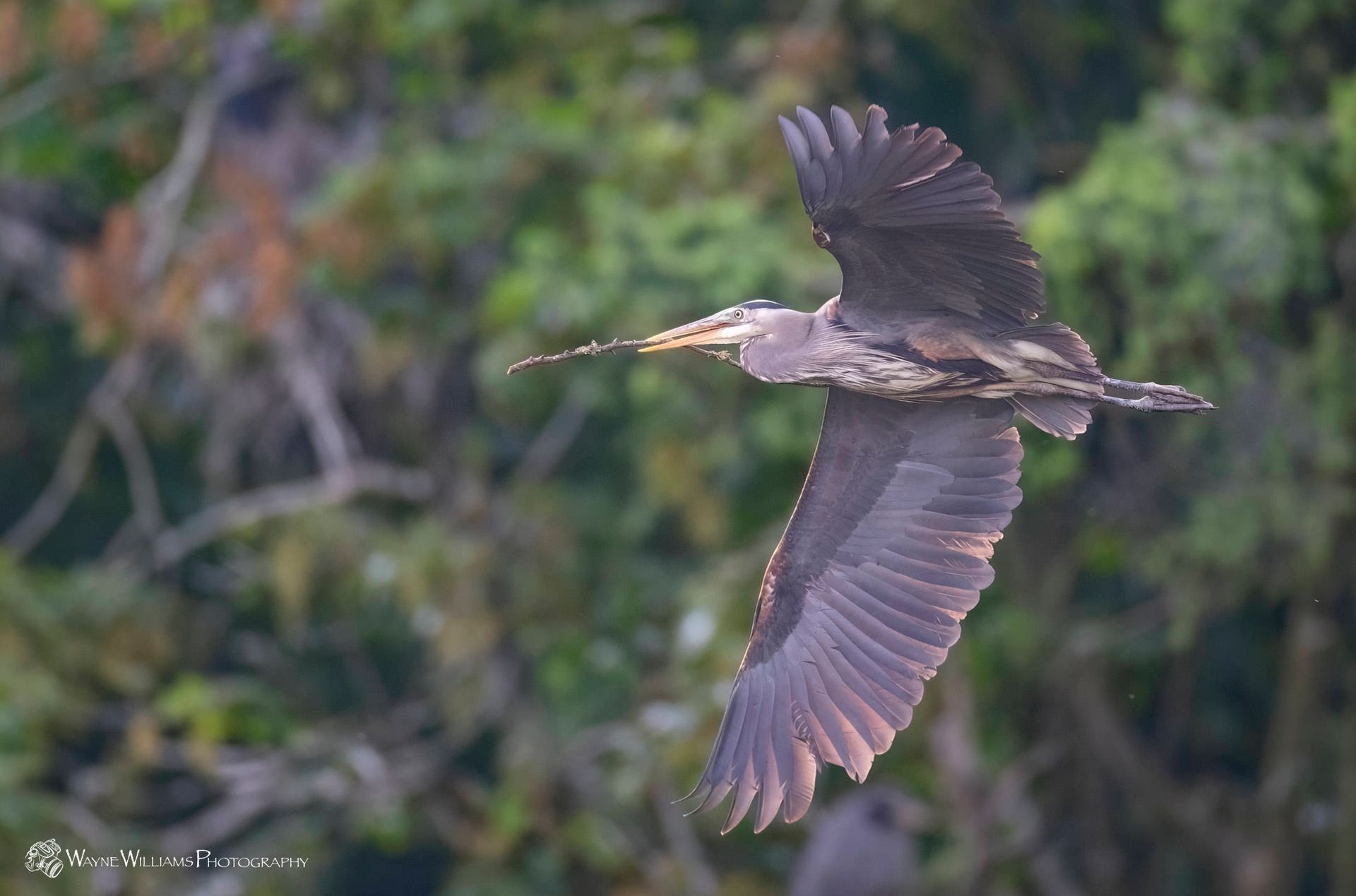 A bird with a long beak is flying in the air
