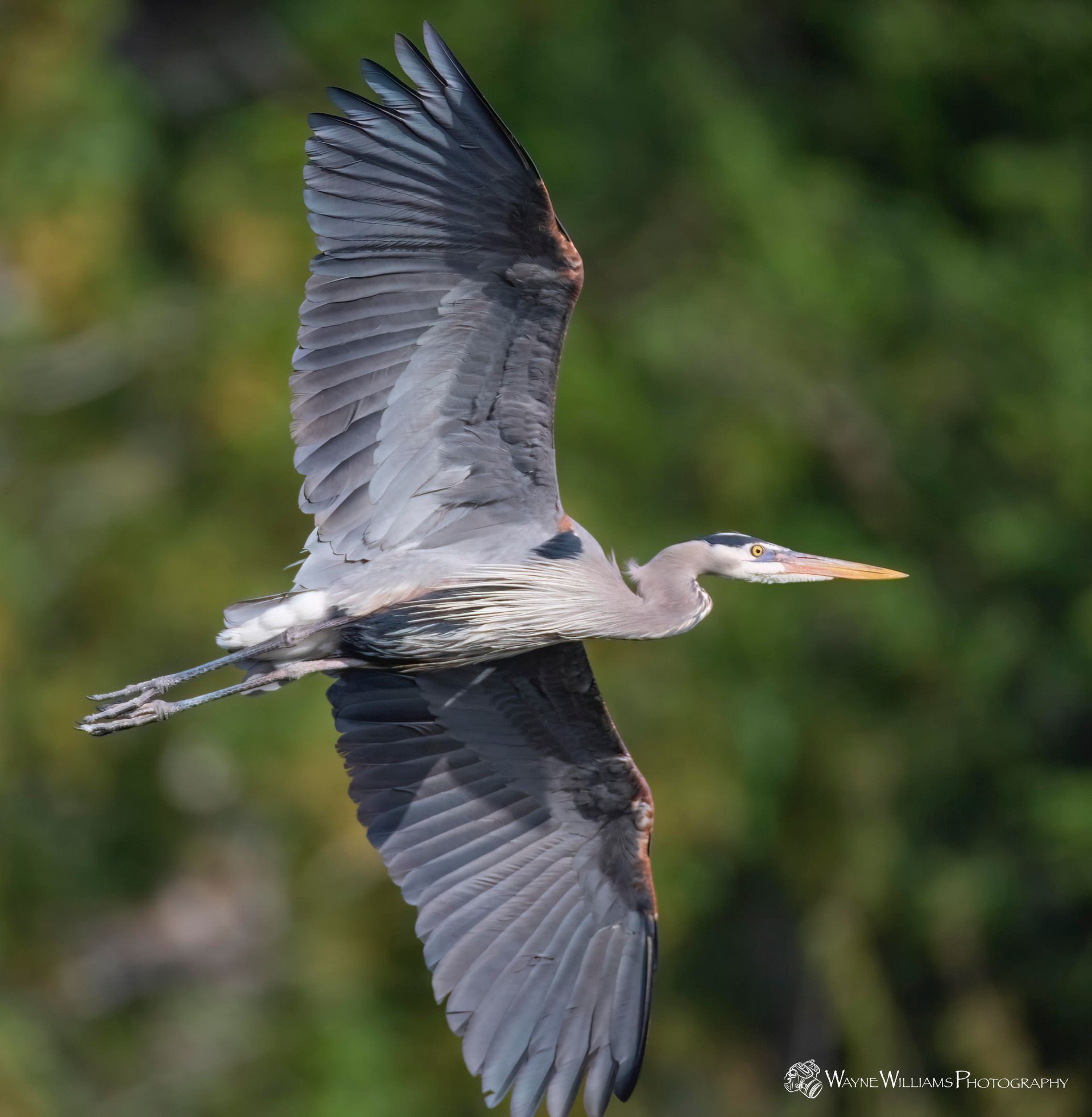 A bird with a long beak is flying in the air
