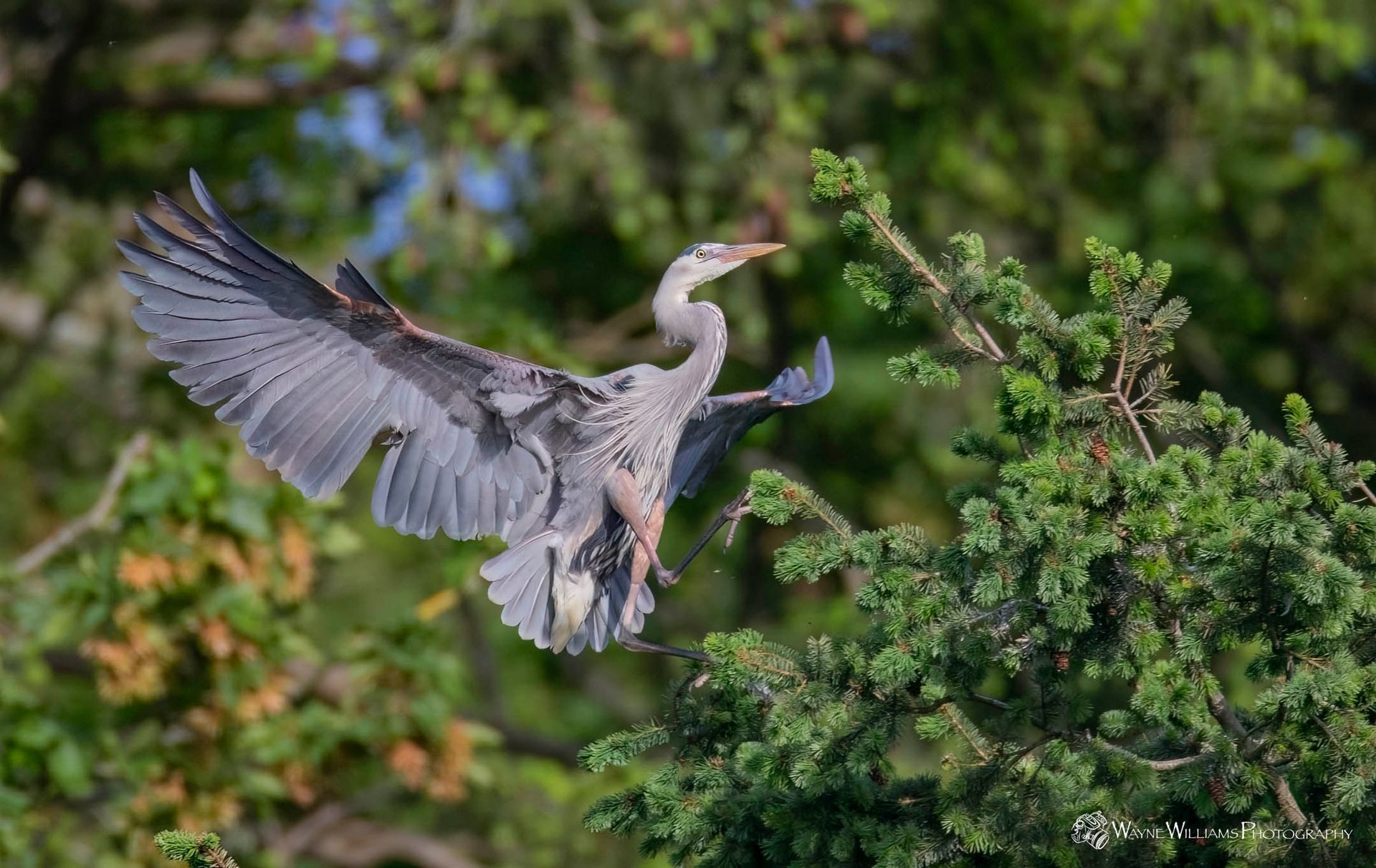 A great blue heron is flying over a tree branch.