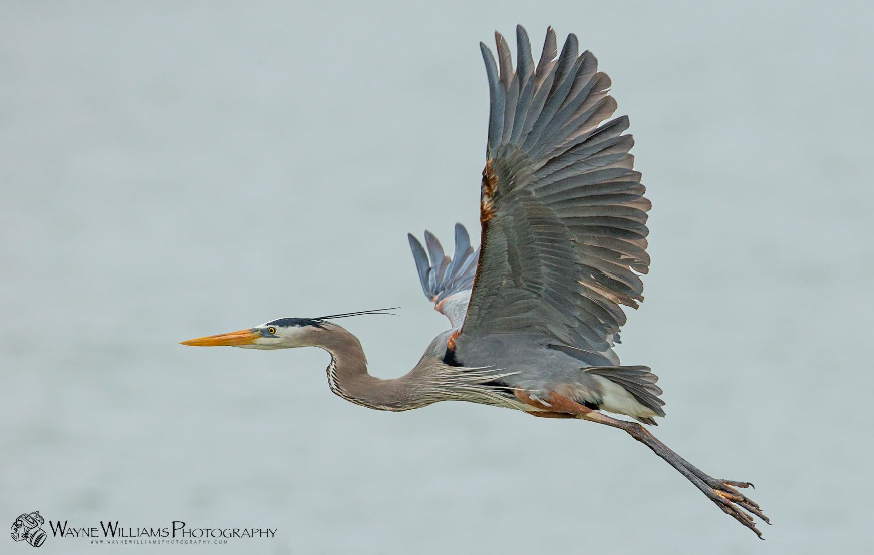 A bird with a long beak is flying in the air