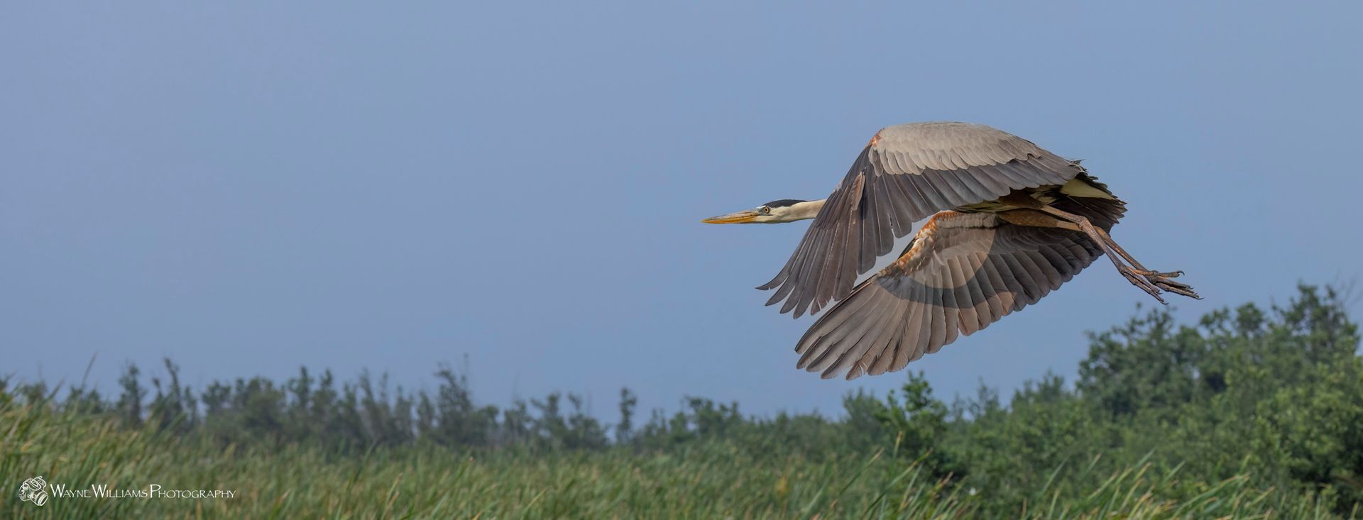 A bird is flying over a grassy field.