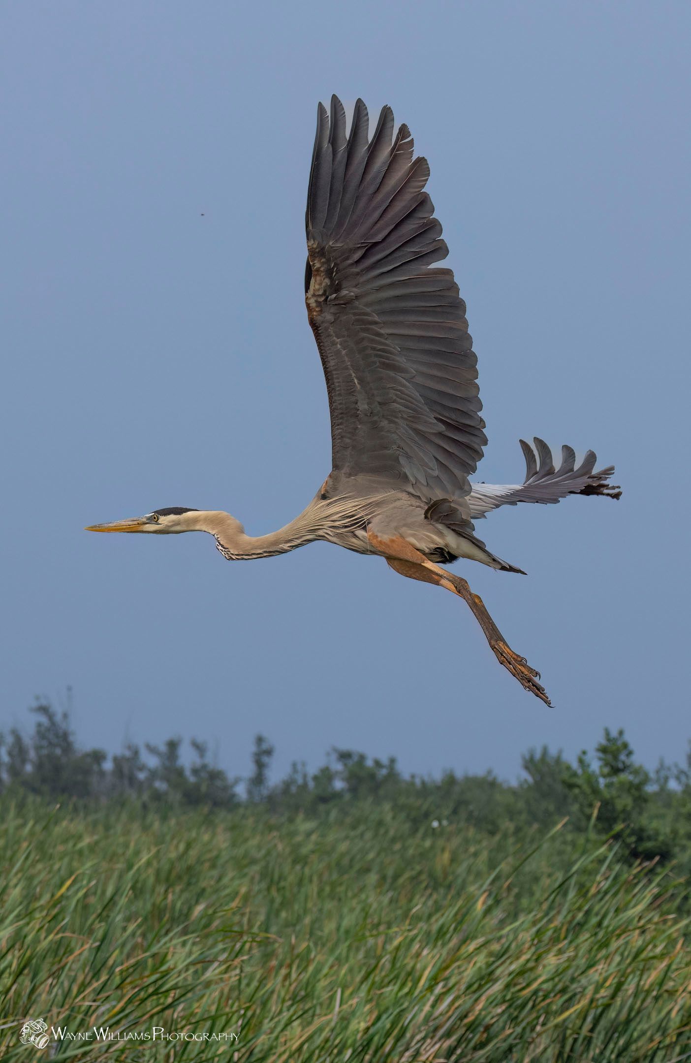 A bird is flying over a grassy field.
