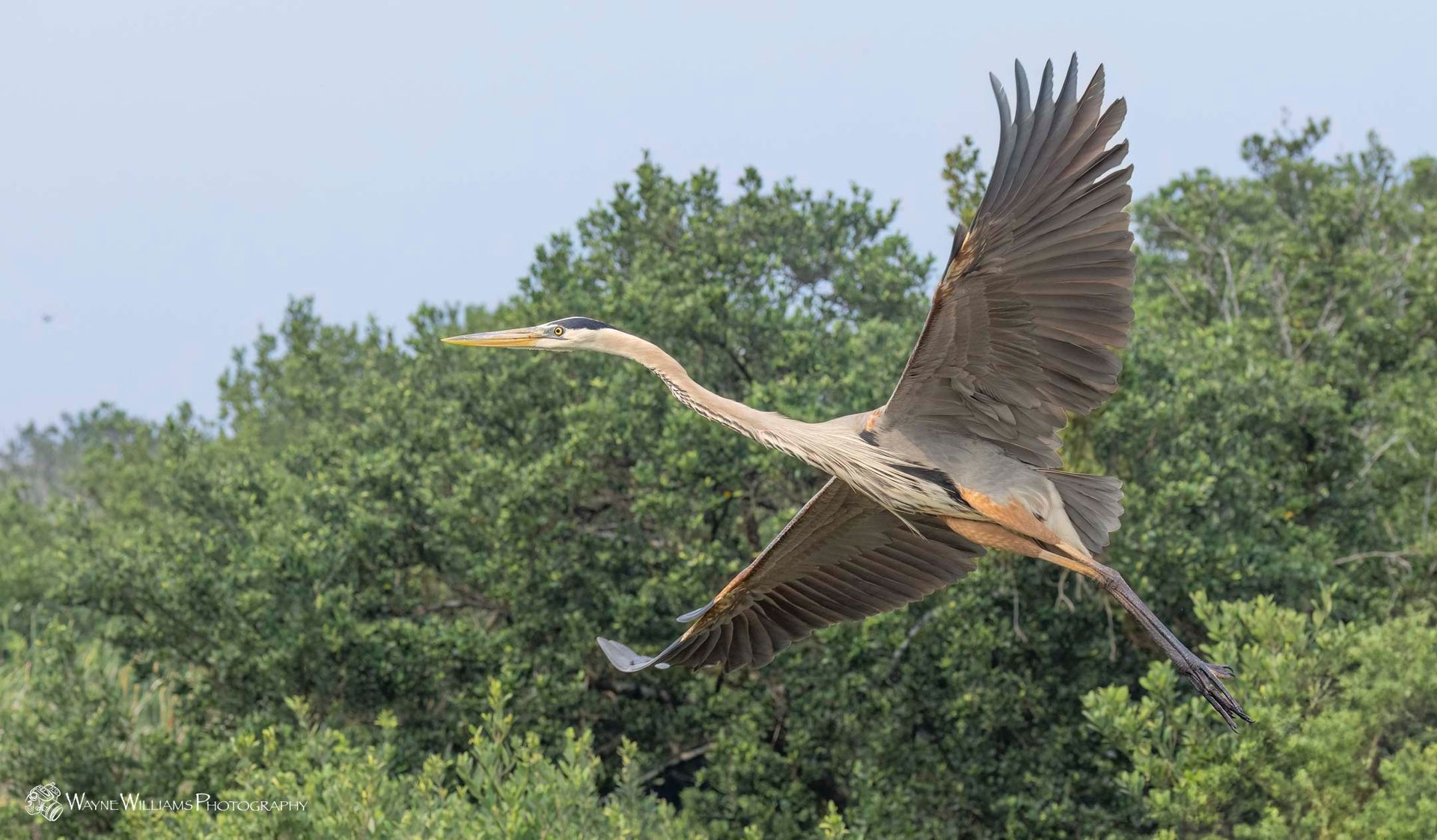 A large bird is flying over a forest.