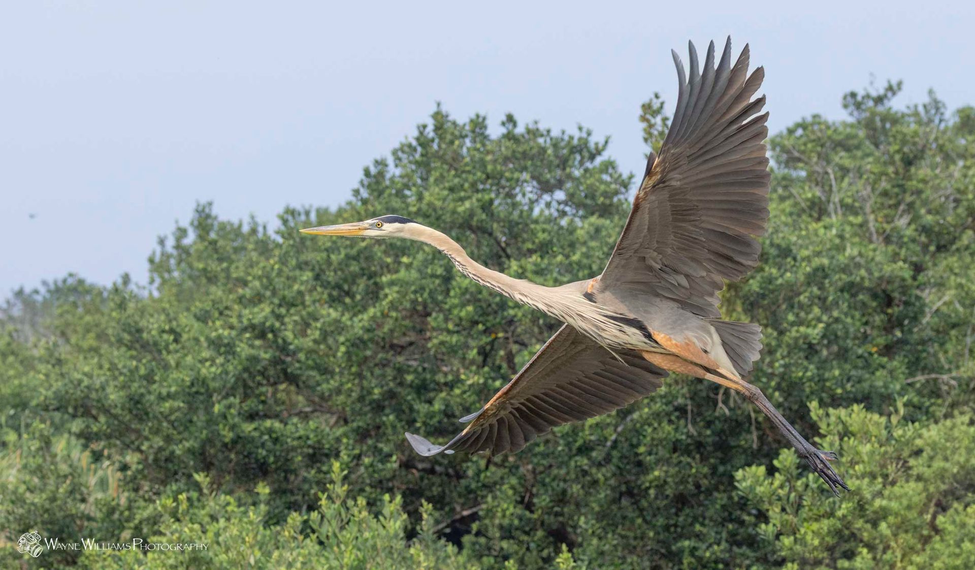 A large bird is flying over a forest.