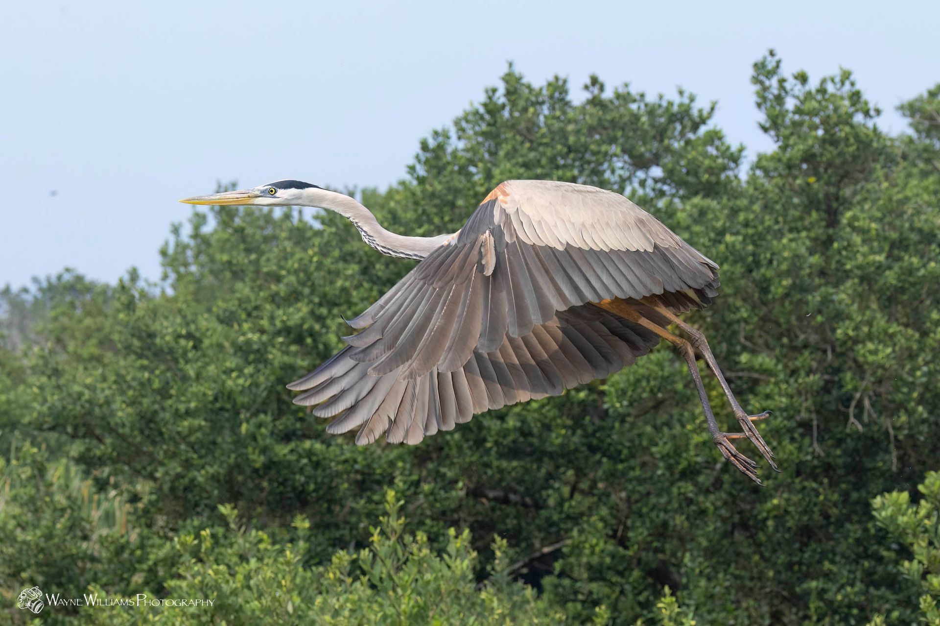 A great blue heron is flying over a field of trees.