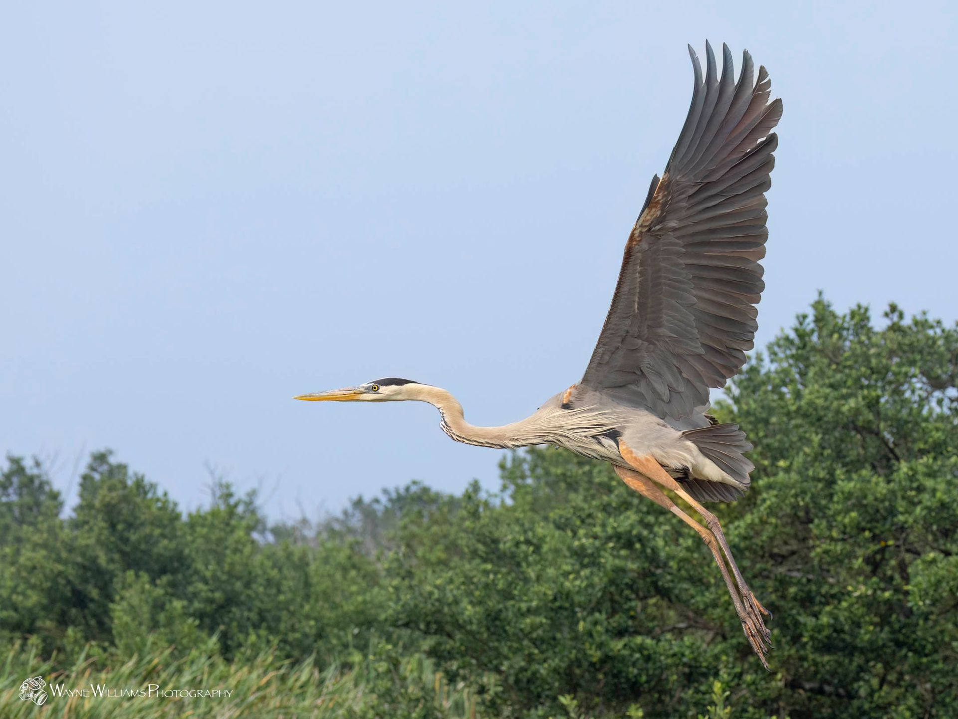 A great blue heron is flying over a field of trees.