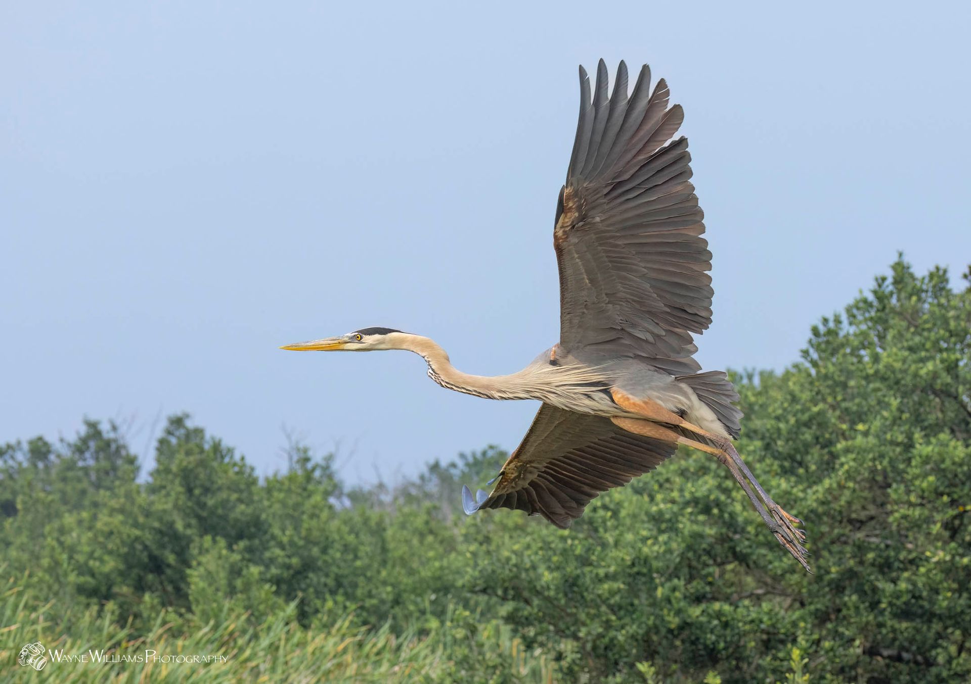 A large bird is flying over a field with trees in the background.