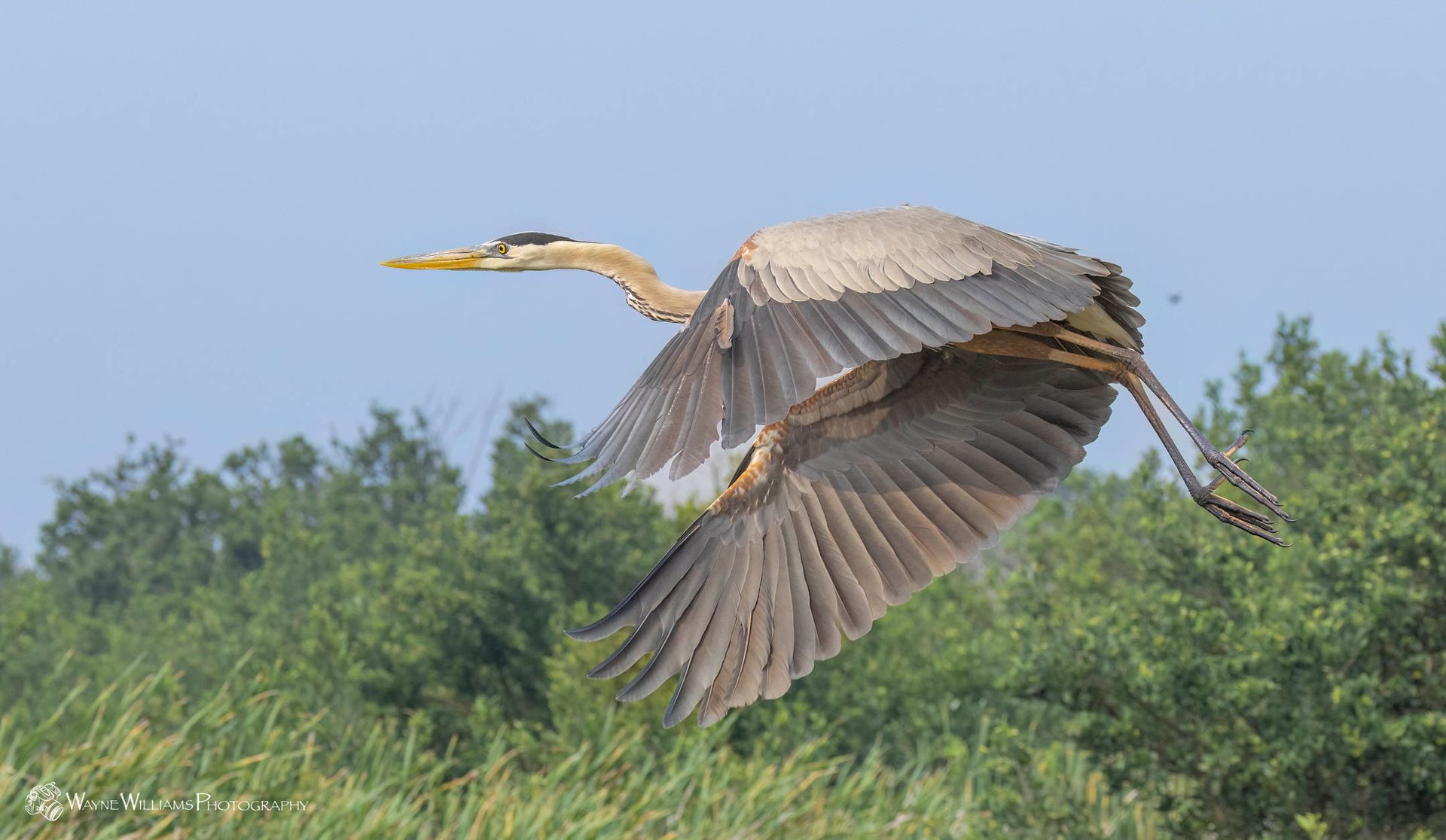A bird is flying over a field of tall grass.