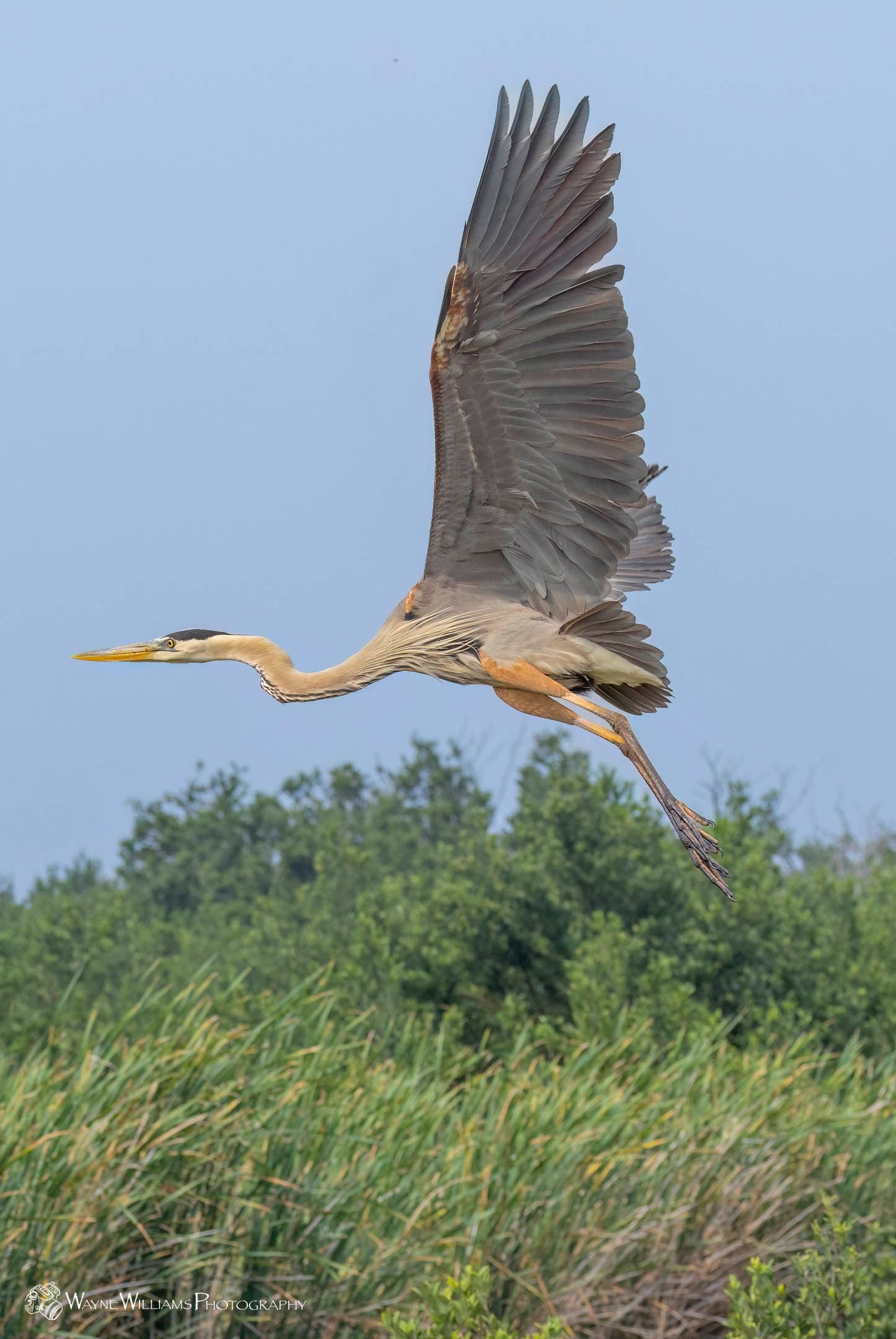 A great blue heron is flying over a lush green field.