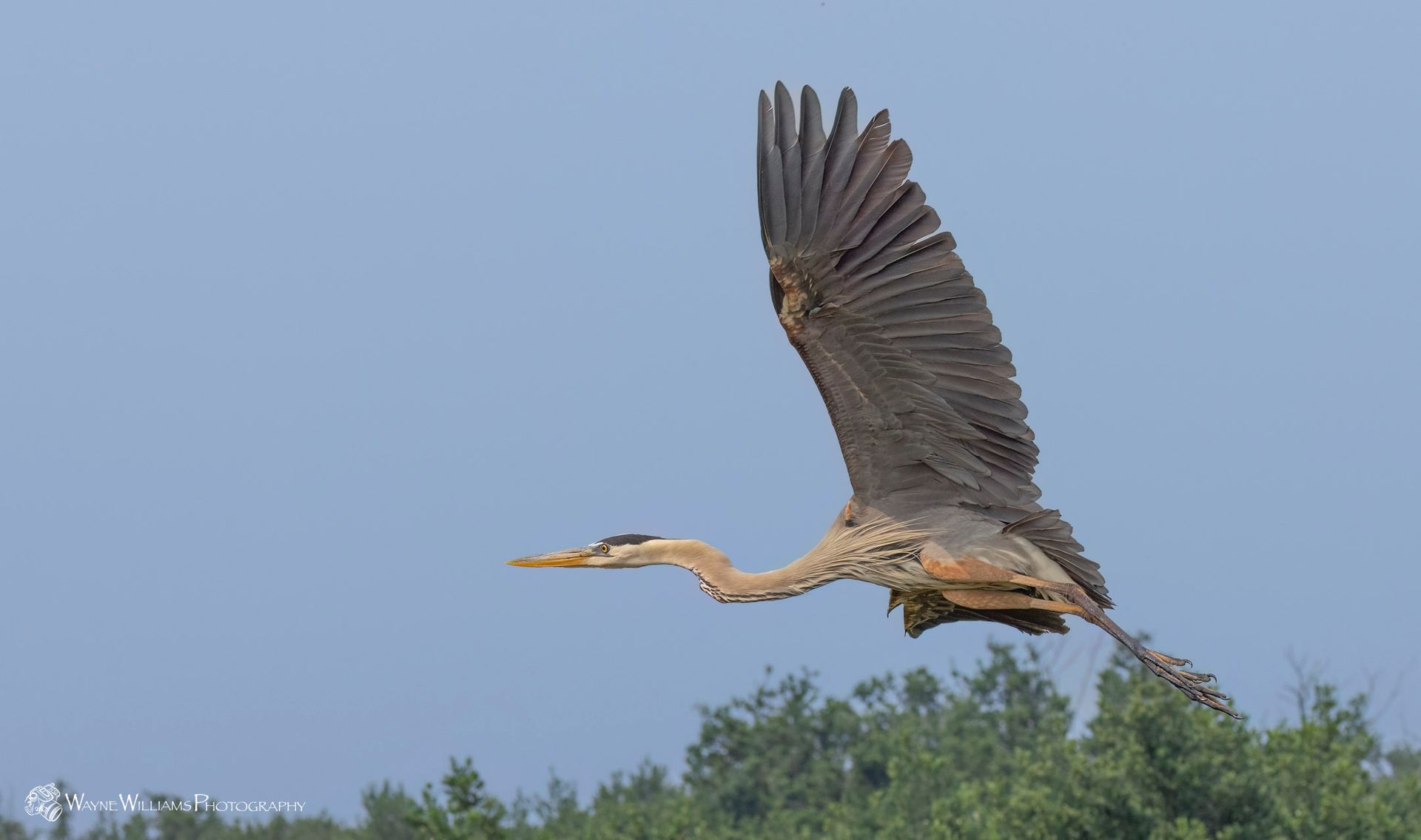 A bird with a long neck is flying in the sky