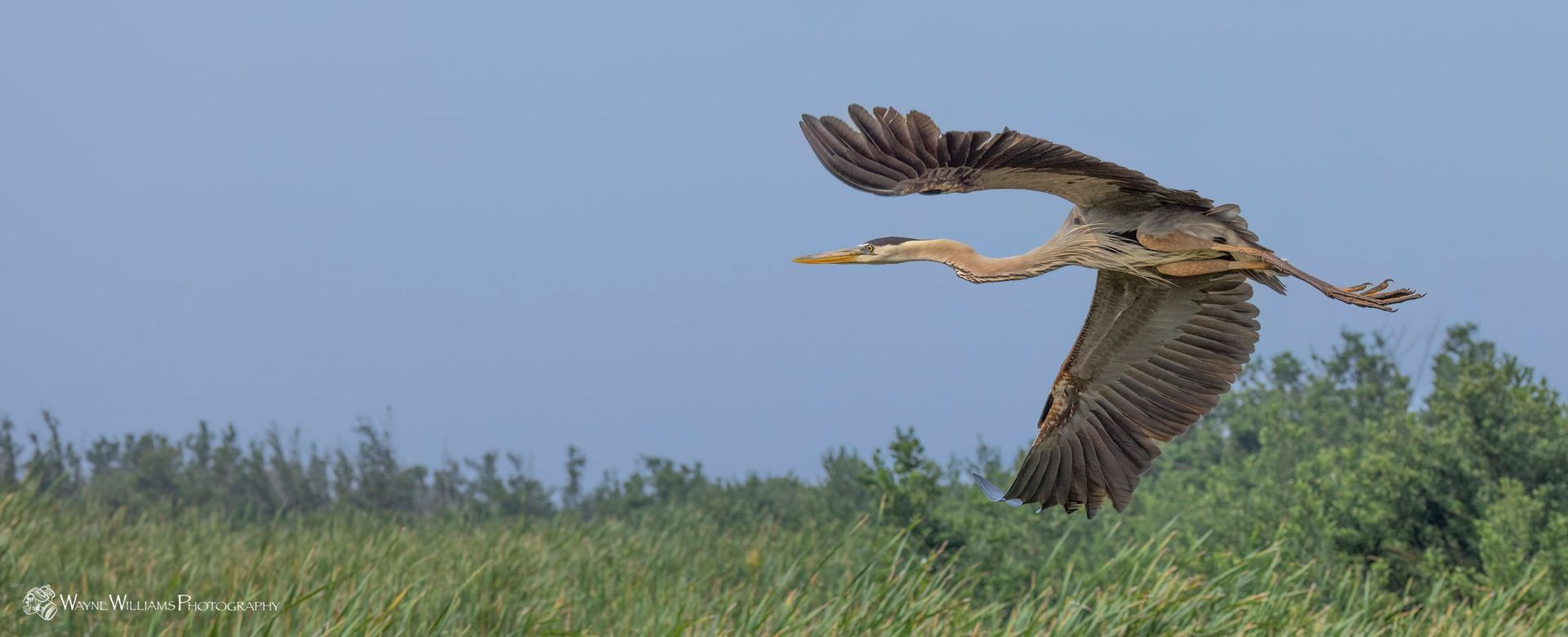A bird is flying over a grassy field.