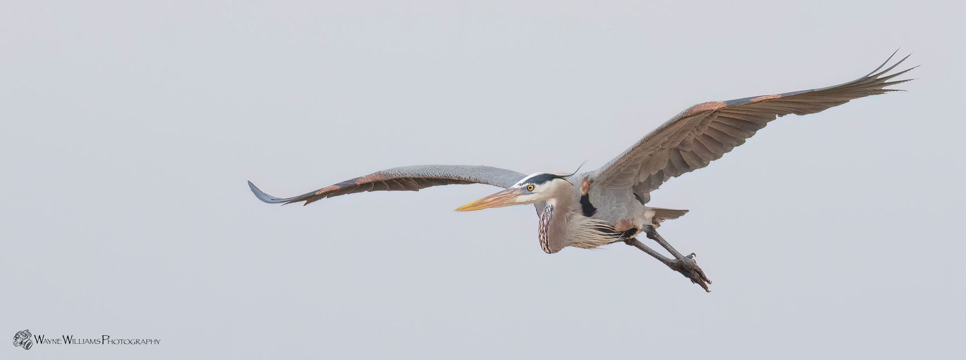 A bird is flying in the sky with a stick in its beak.