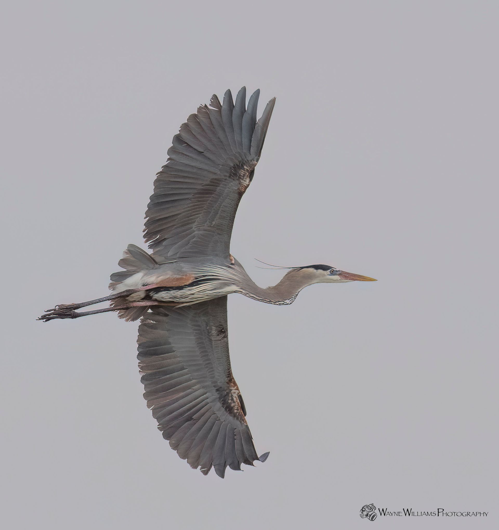 A bird is flying in the sky with its wings spread