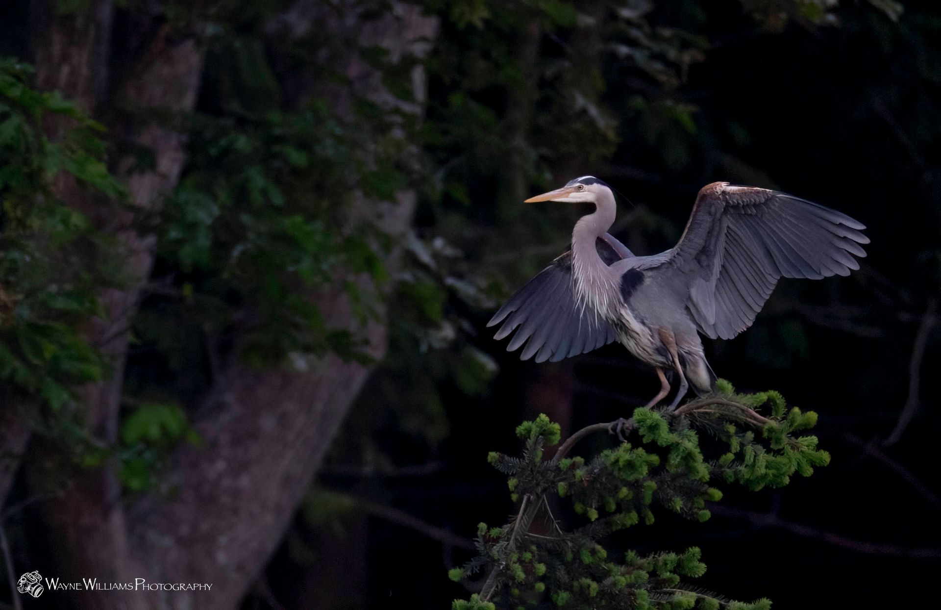 A bird is perched on a tree branch with its wings spread.