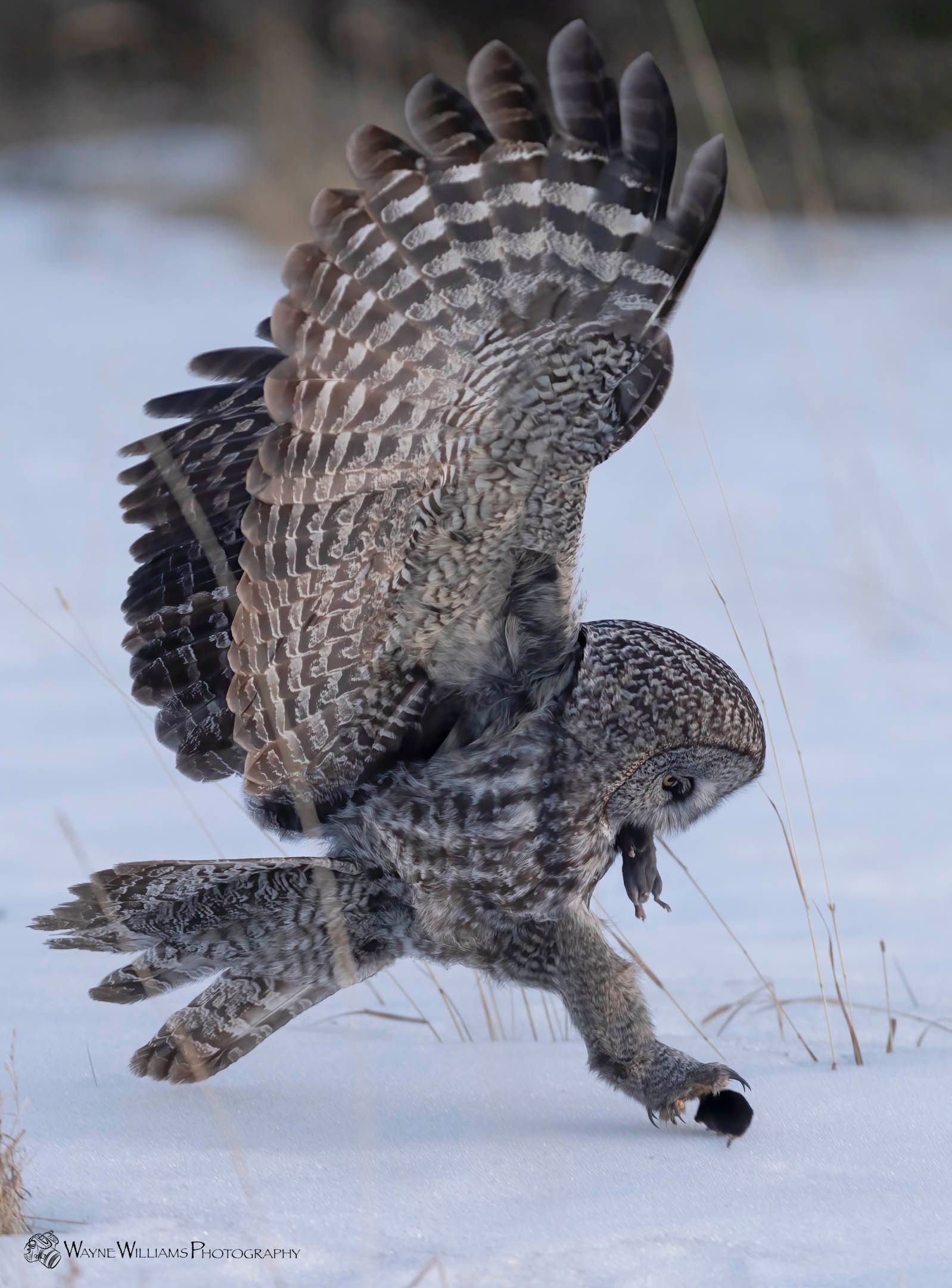 An owl is flying over a snowy field with its wings outstretched