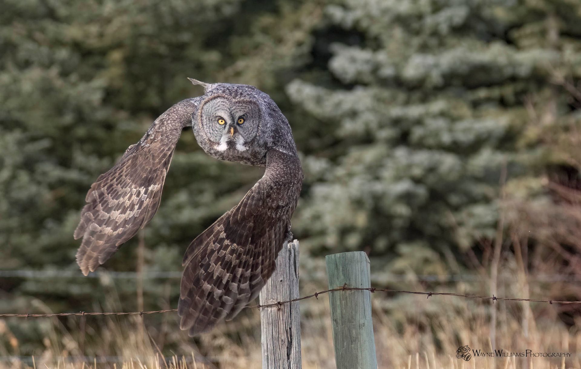An owl is flying over a barbed wire fence post.