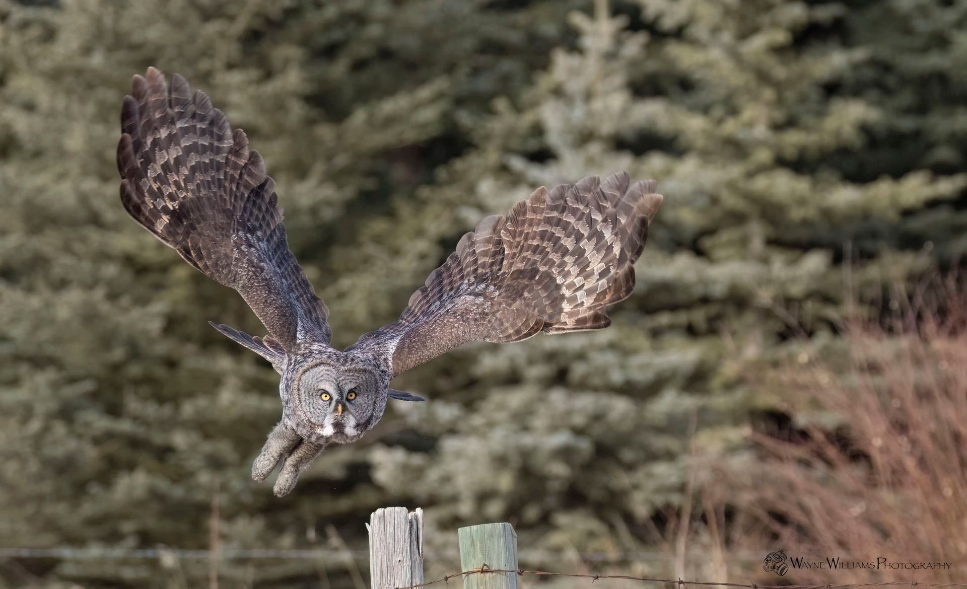 An owl is flying over a wooden fence post.