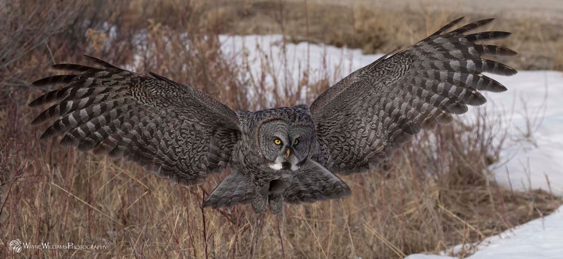 An owl is flying over a snowy field with its wings spread.