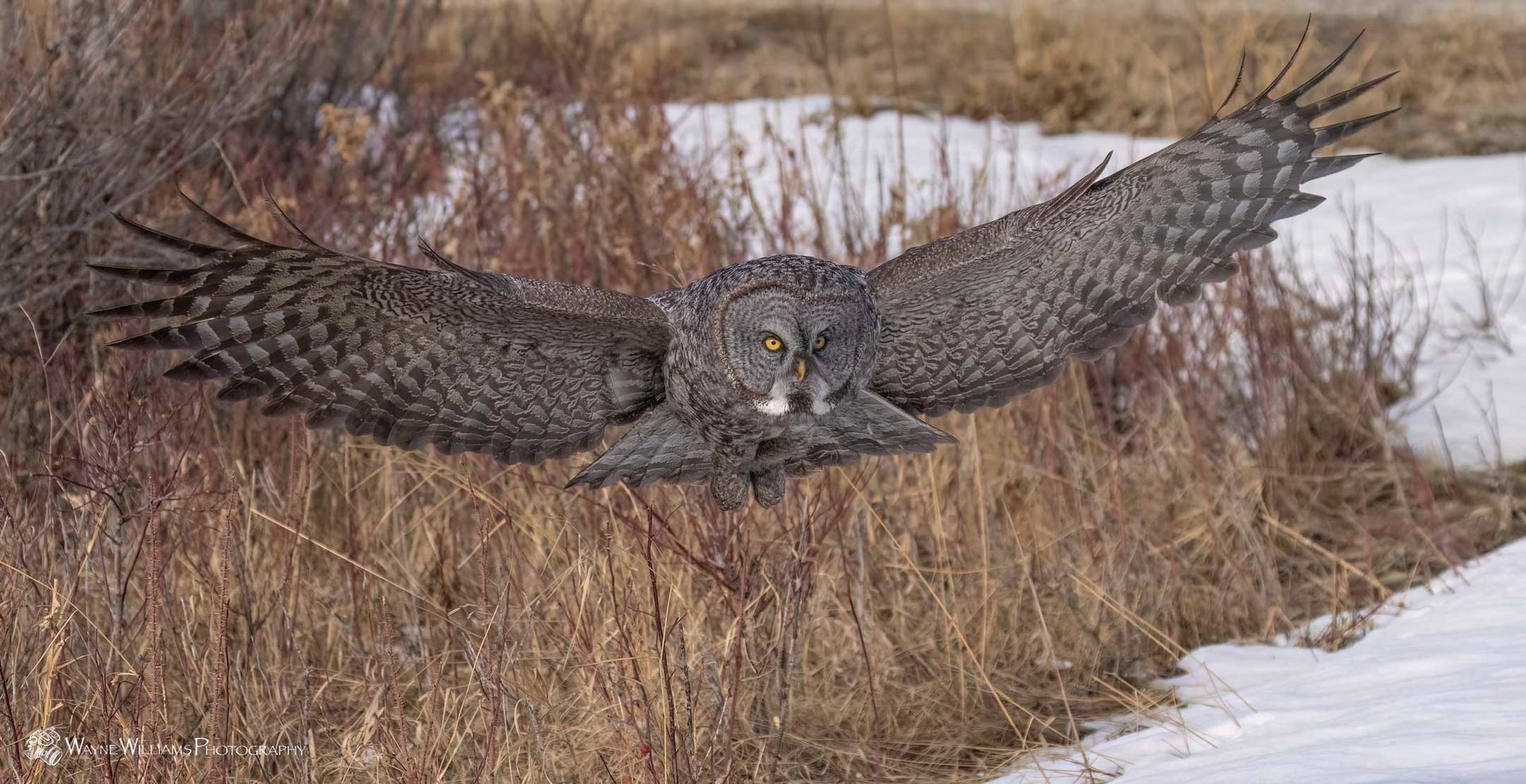 A great grey owl is flying over a snowy field.