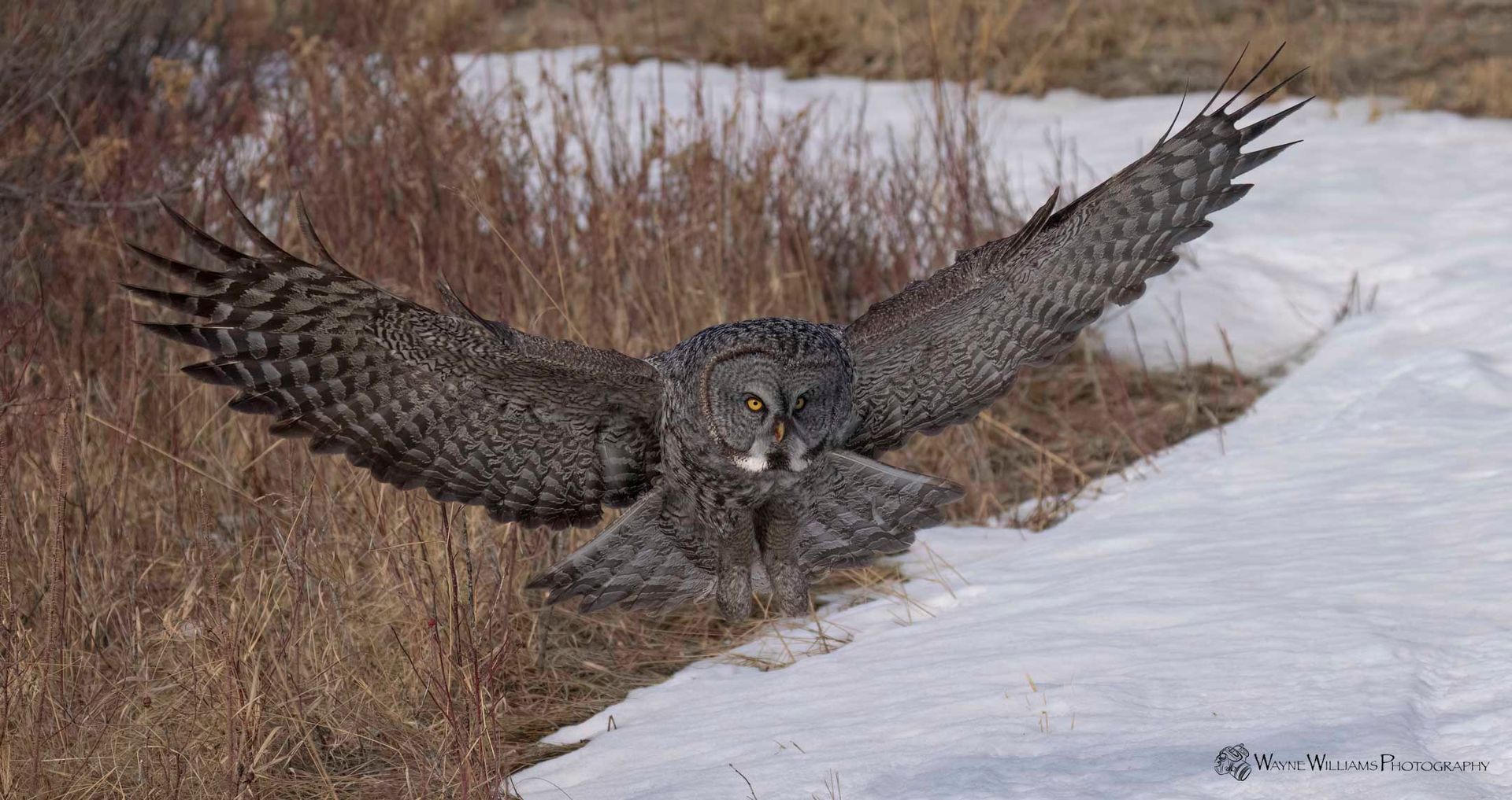 A gray owl is flying over a snowy field.