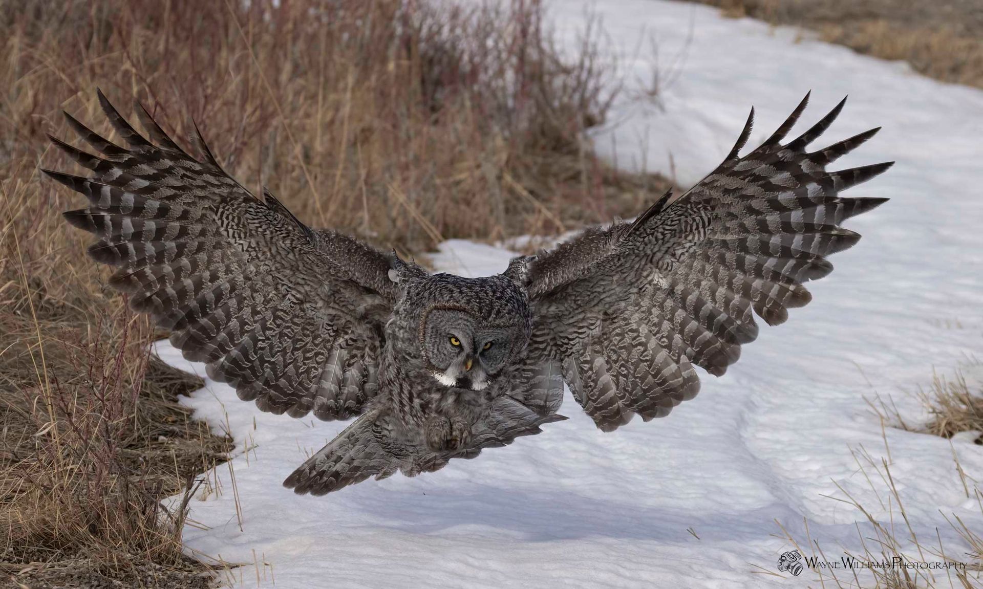 An owl is flying over a snowy field with its wings spread.