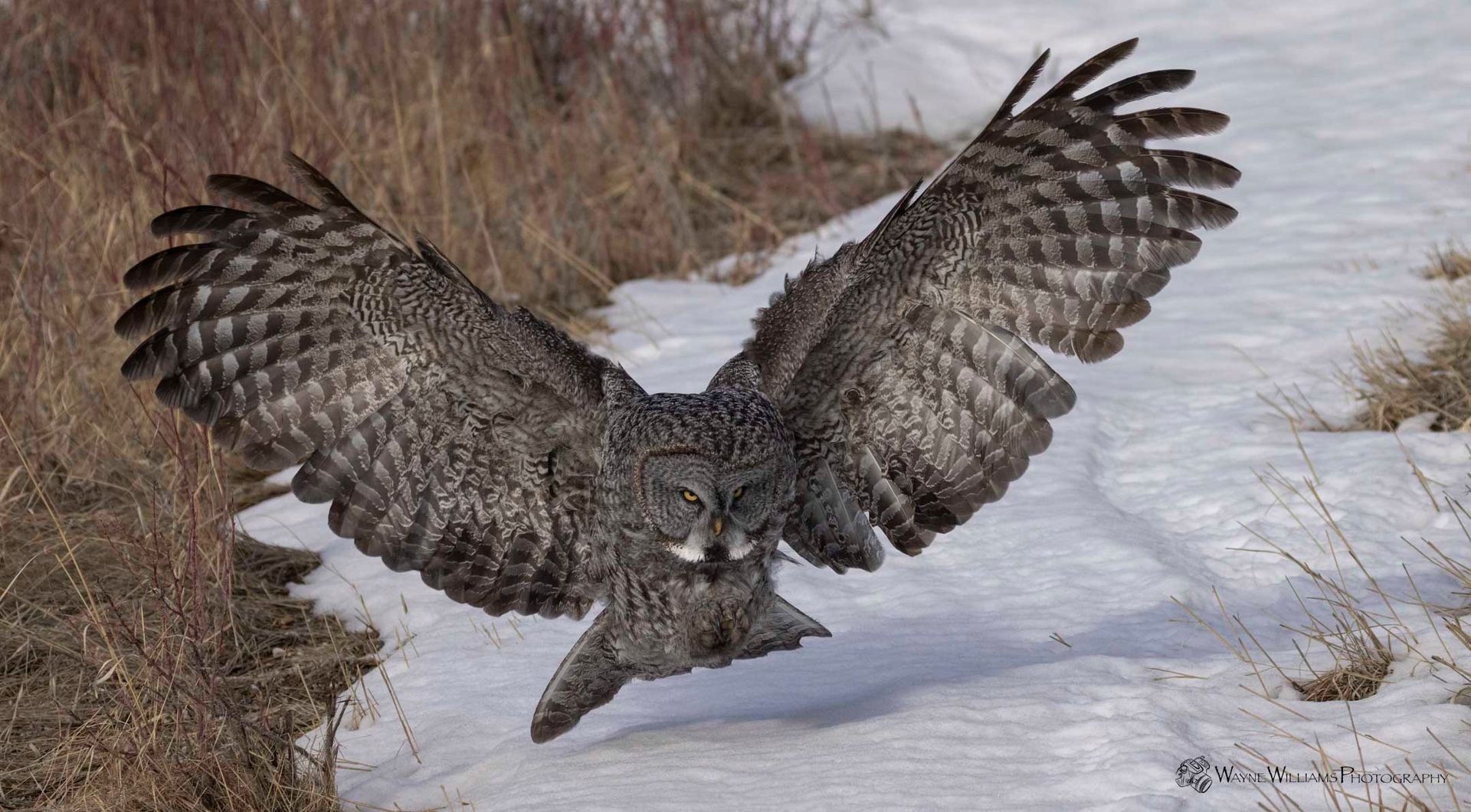 An owl is flying over a snowy field with its wings spread.