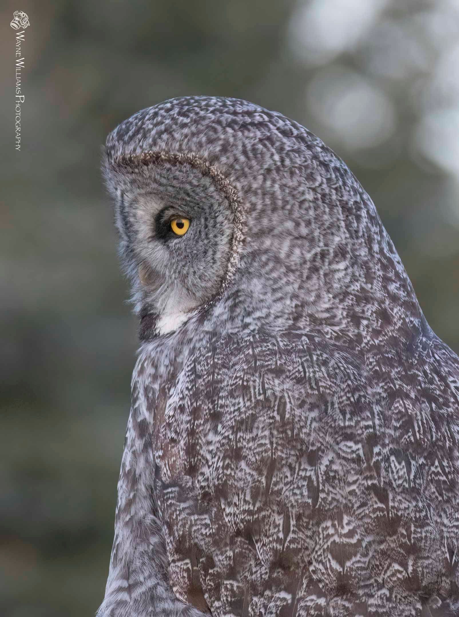A close up of a gray owl with yellow eyes.