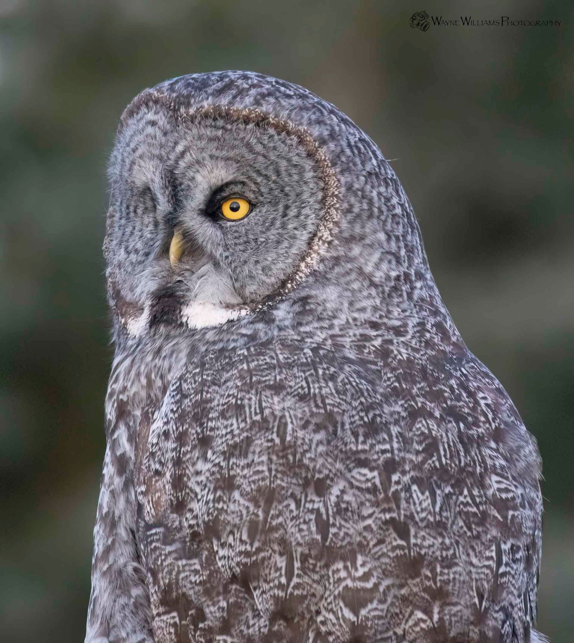 A close up of a gray owl with yellow eyes.