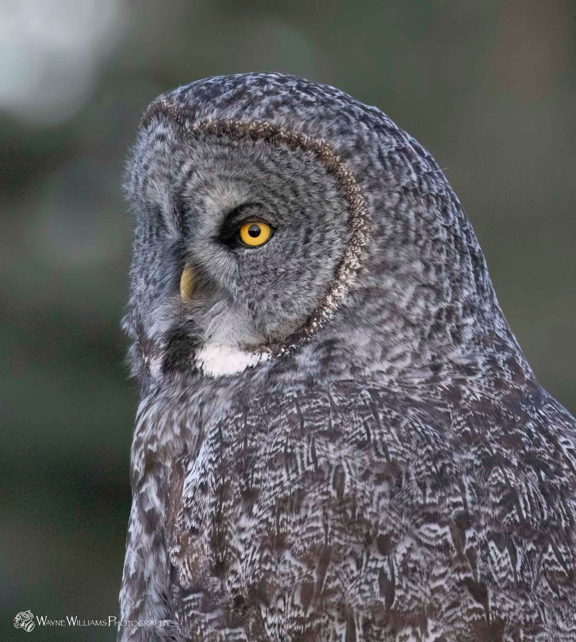 A close up of a gray owl with yellow eyes.