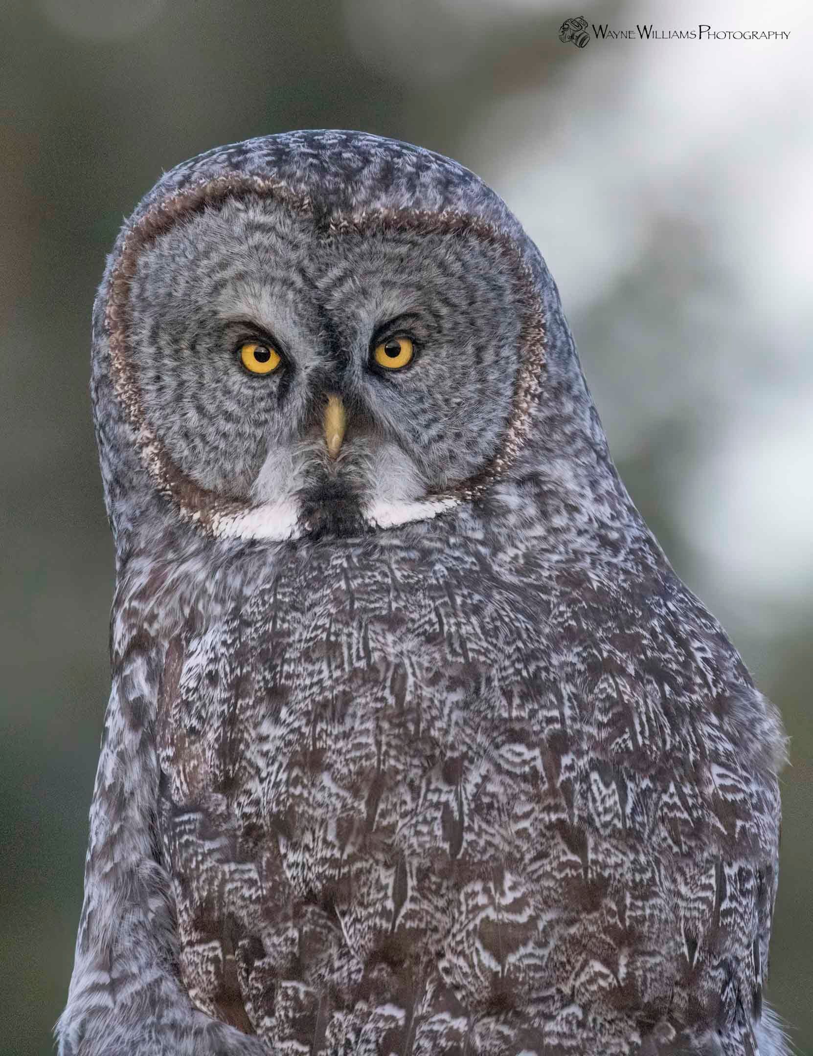 A close up of an owl with yellow eyes looking at the camera.