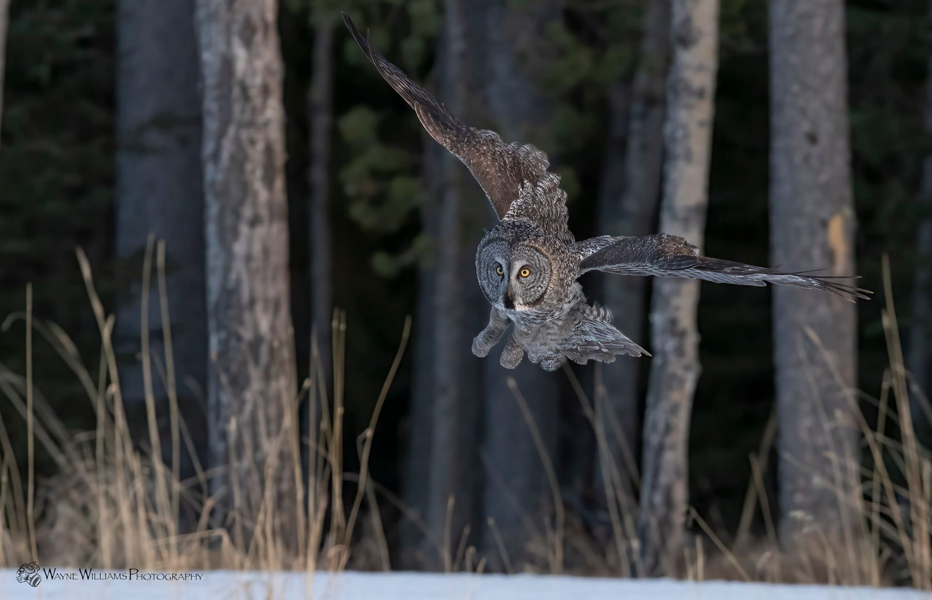 An owl is flying over a snowy field in the woods