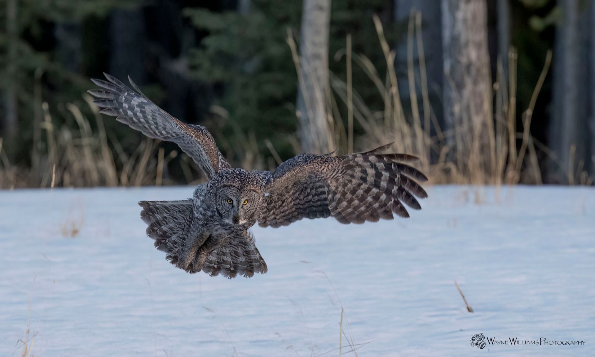 An owl is flying over a snowy field.