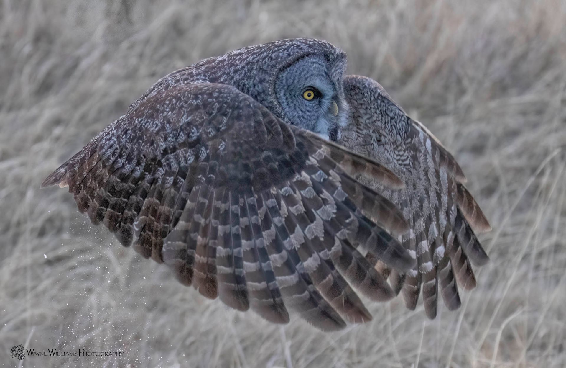 A great grey owl is flying over a field of tall grass.