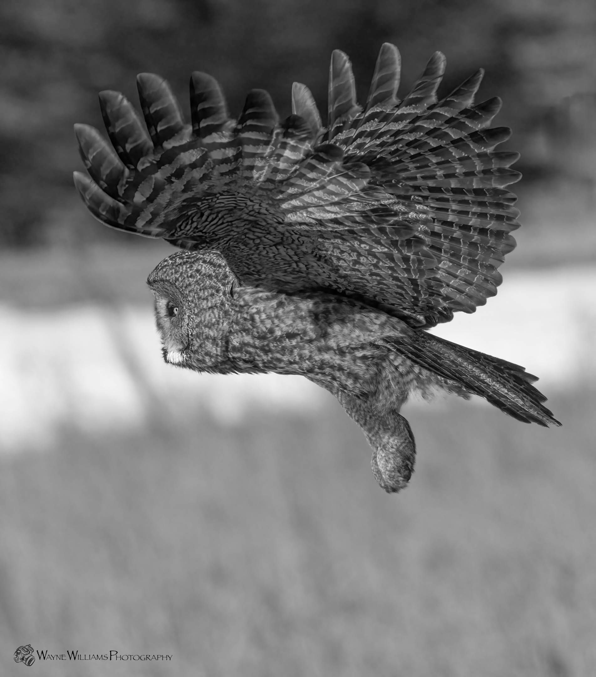 A black and white photo of an owl flying through the air.