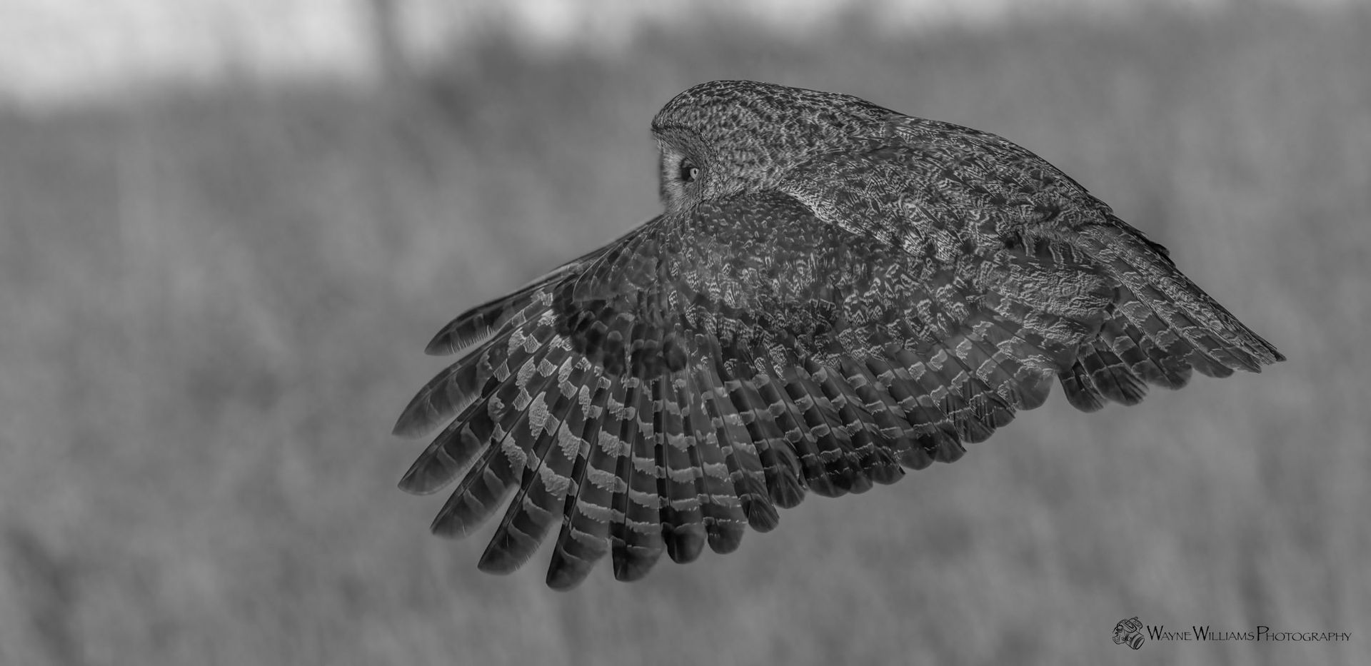 A black and white photo of an owl flying over a field.