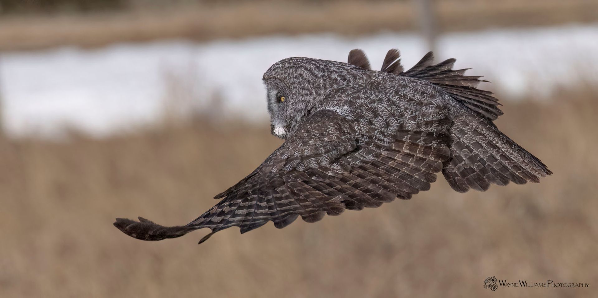 A gray owl is flying over a field with its wings spread.