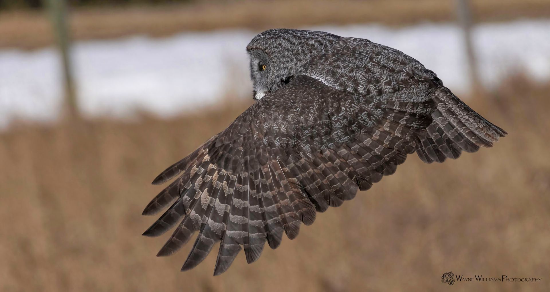 A gray owl is flying over a field.