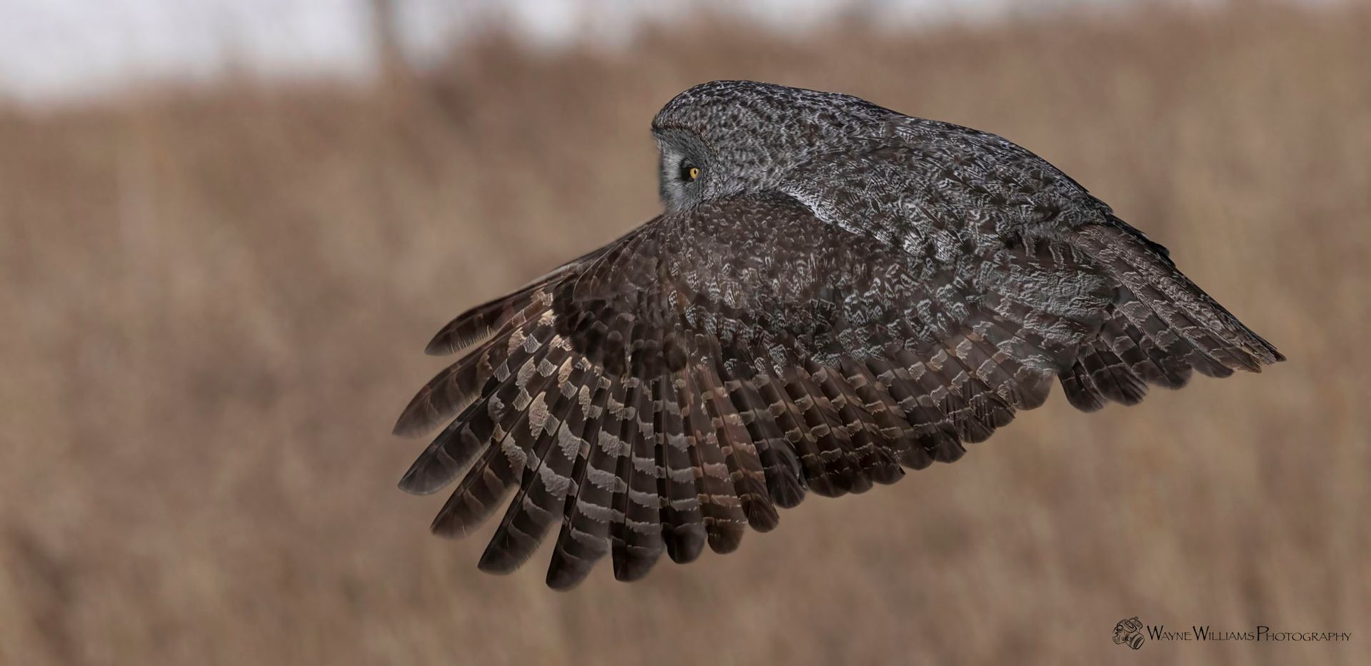 A great grey owl is flying over a field.